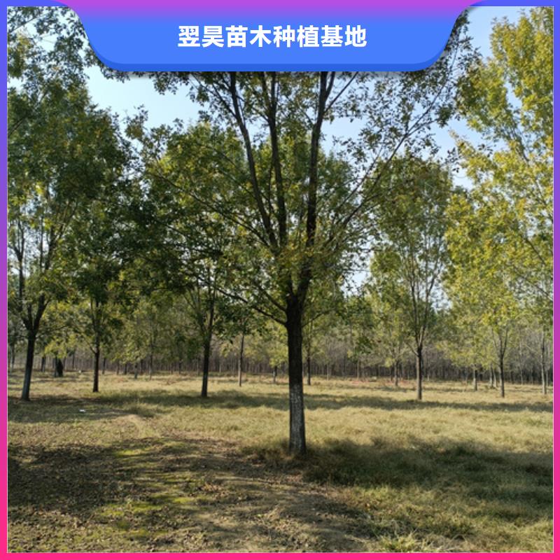 法桐北京栾今日价格