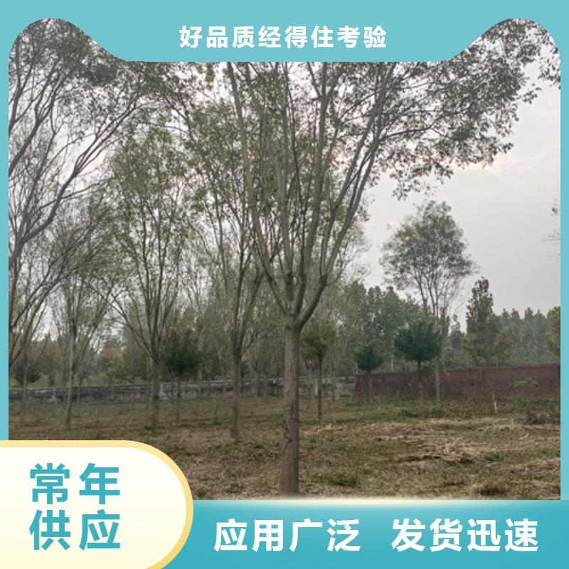 法桐五角枫精心打造