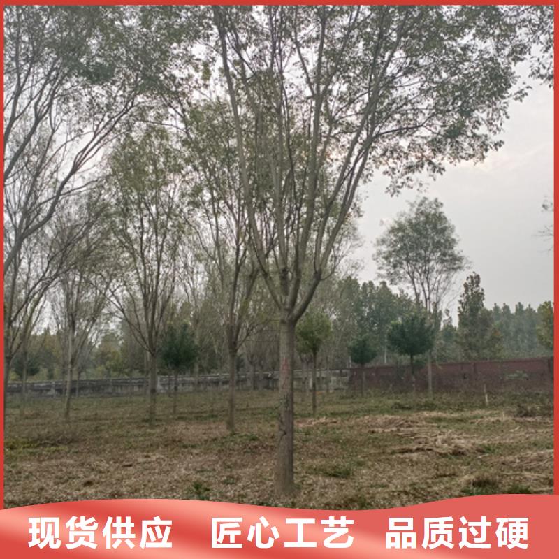 法桐,北京栾可接急单