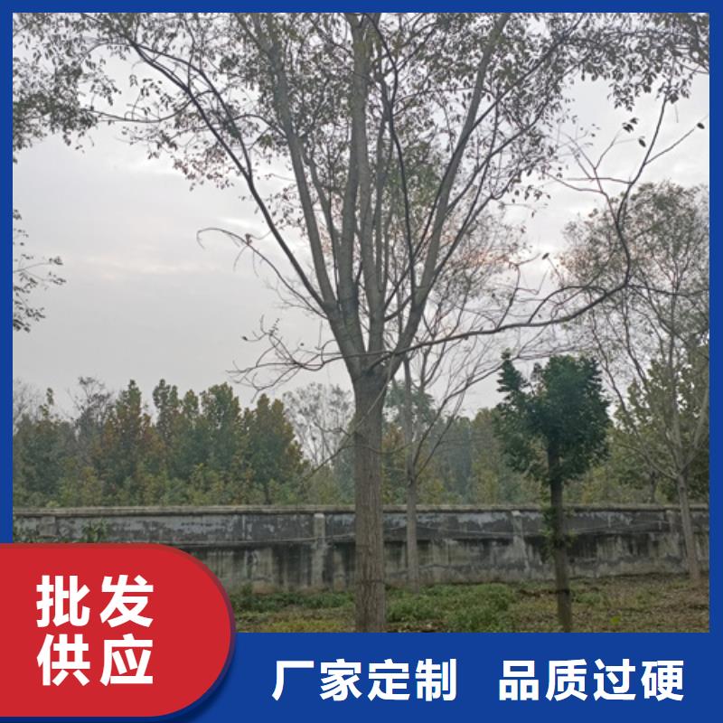 法桐黄金槐物流配送
