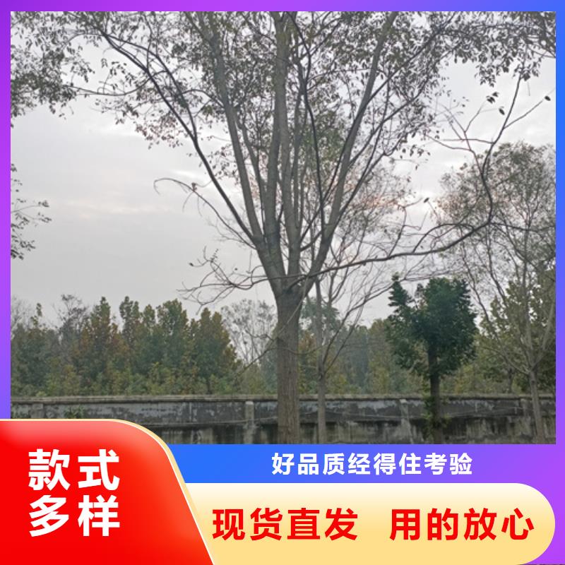 法桐_美国红枫买的放心