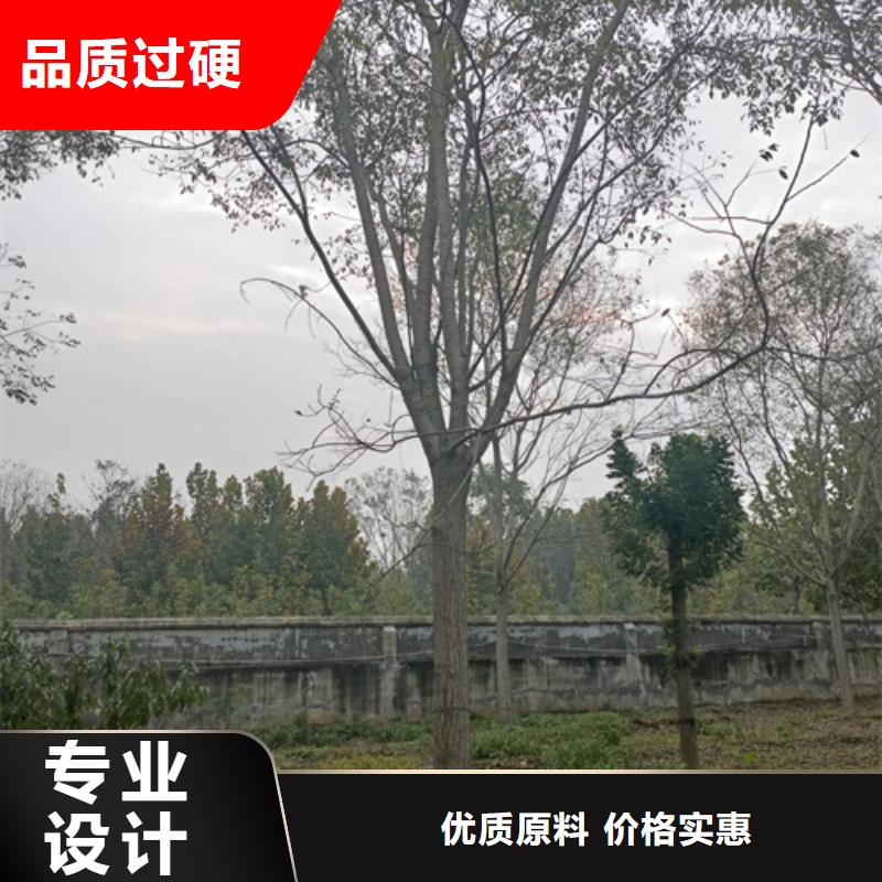 法桐注重细节