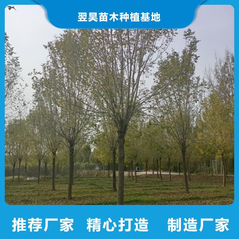 法桐金叶复叶槭大库存无缺货危机