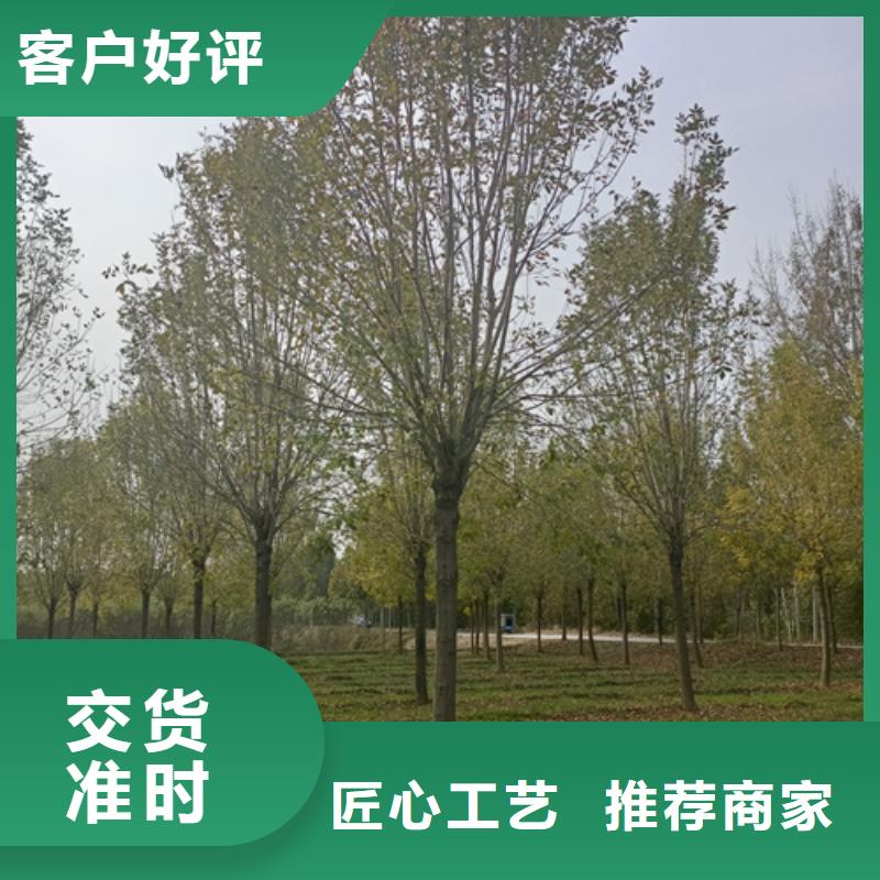 法桐【白蜡】产品细节参数