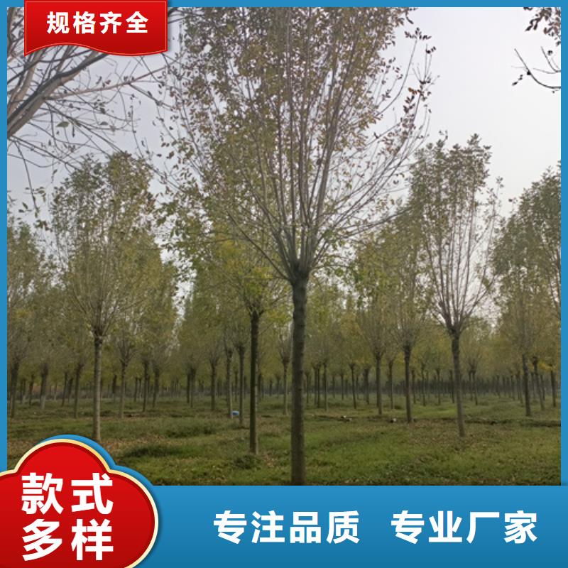 法桐-西府海棠多种工艺