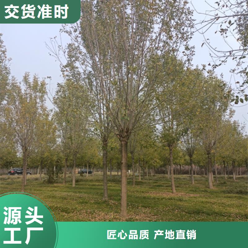 法桐_【秋紫白蜡】可零售可批发
