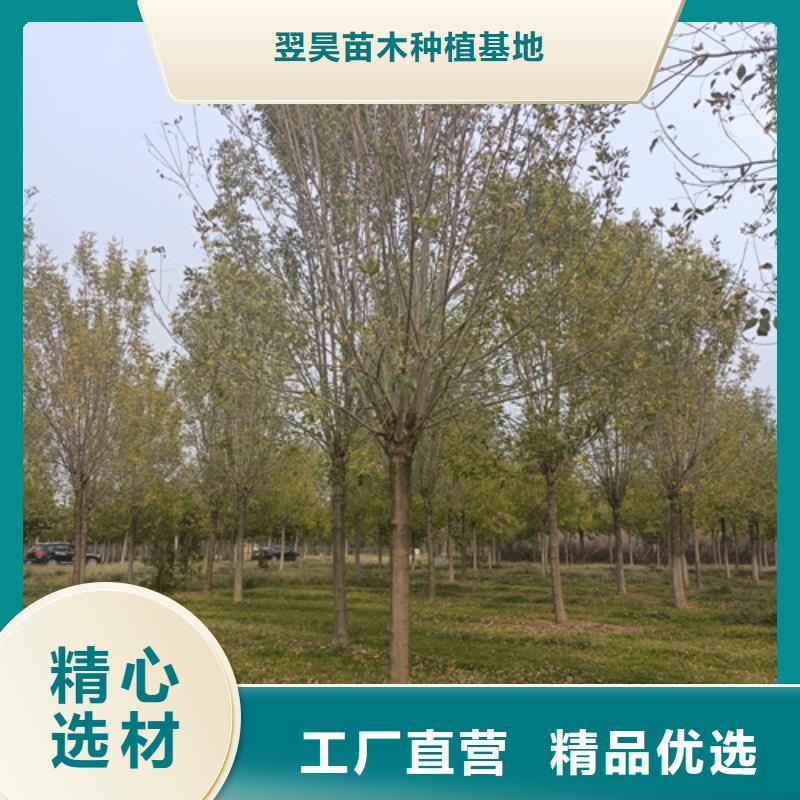 法桐国槐厂家直销