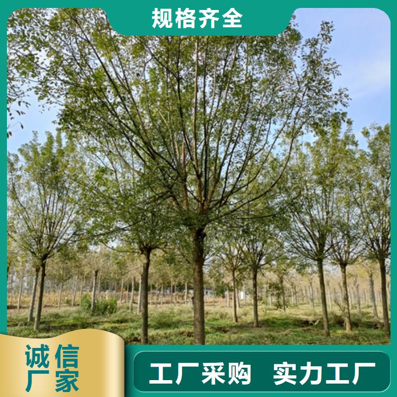 法桐垂丝海棠大品牌值得信赖