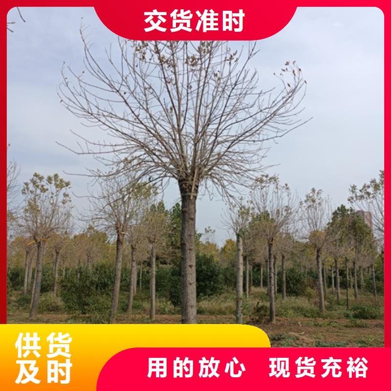 法桐黄金槐专业供货品质管控