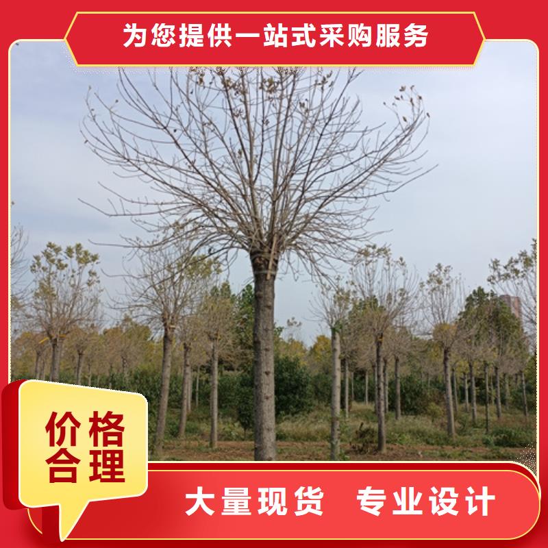 法桐-国槐源头厂商
