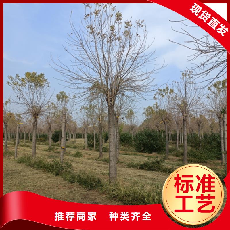 法桐【黄金槐】欢迎来电咨询