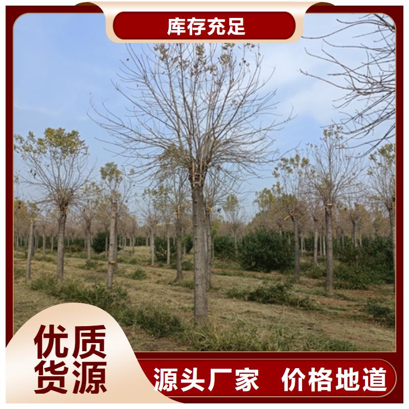 法桐国槐厂家新品