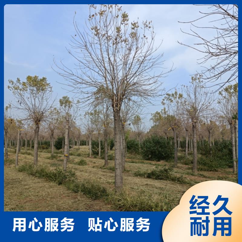 法桐美国红枫无中间商厂家直销