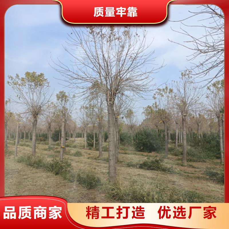 【法桐国槐0中间商差价】