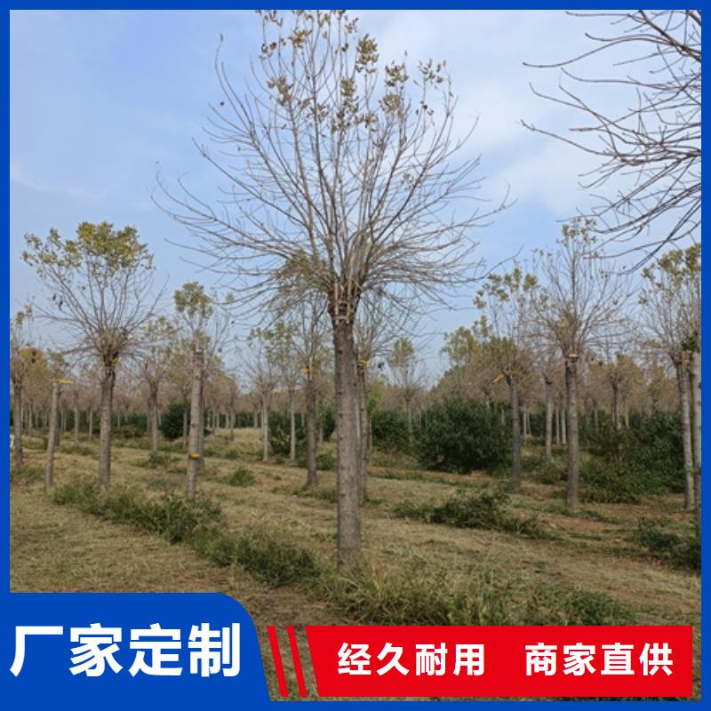 法桐五角枫厂家