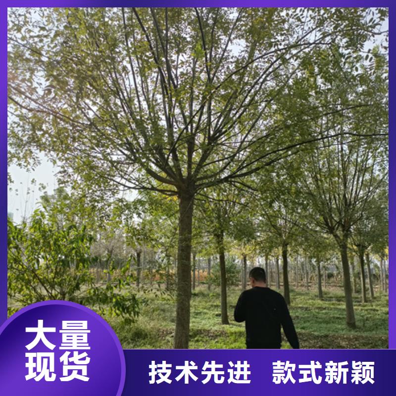 法桐【国槐】打造行业品质