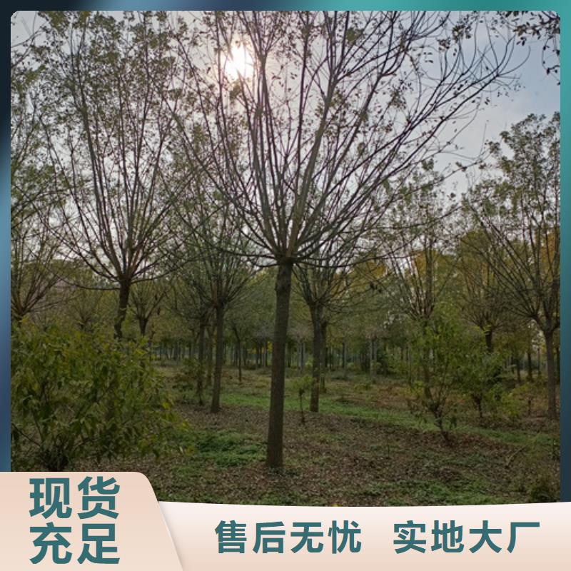 法桐黄金槐物流配送