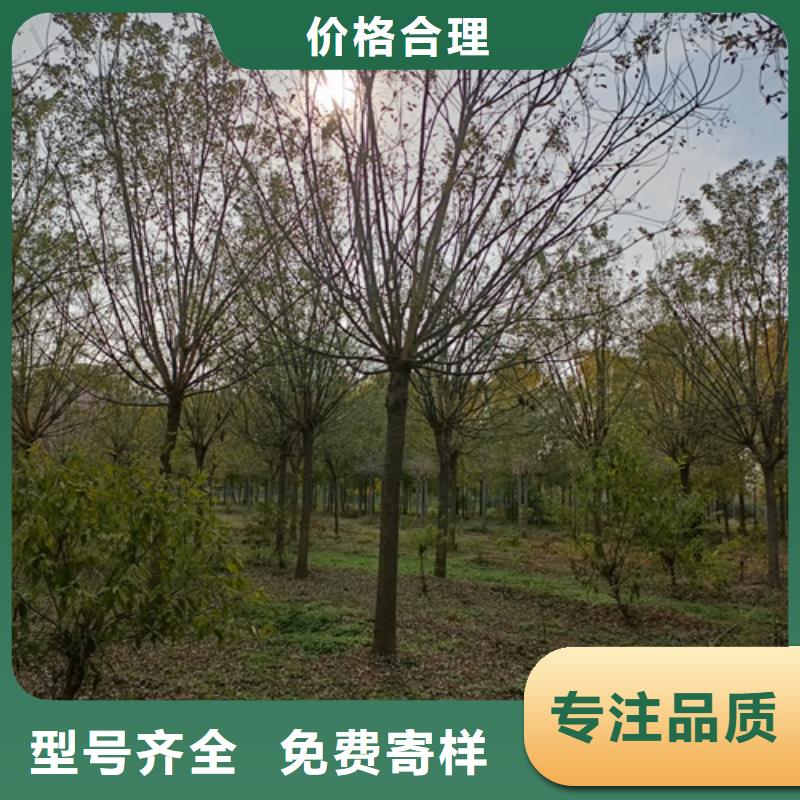 法桐黄金槐专业按需定制