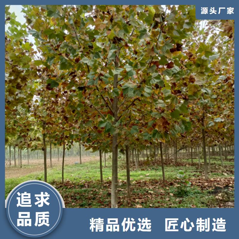 法桐金叶白蜡产品实拍