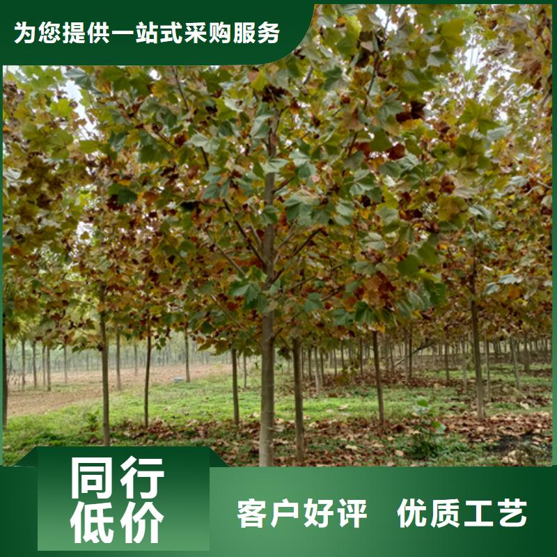 法桐,五角枫满足客户需求
