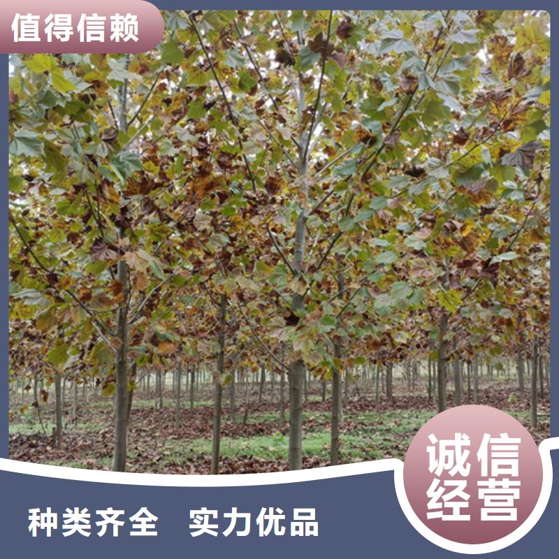 法桐,五角枫用心服务