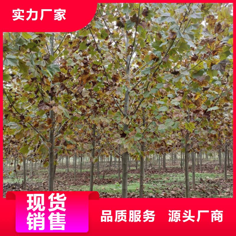 法桐白蜡优良材质