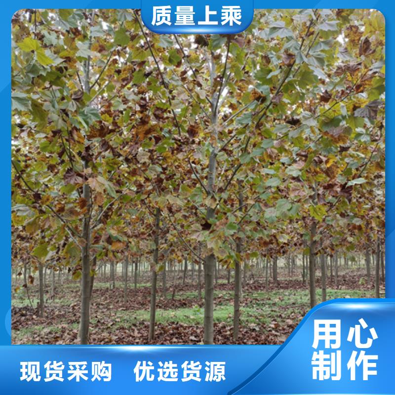 法桐,金叶槐厂家自营