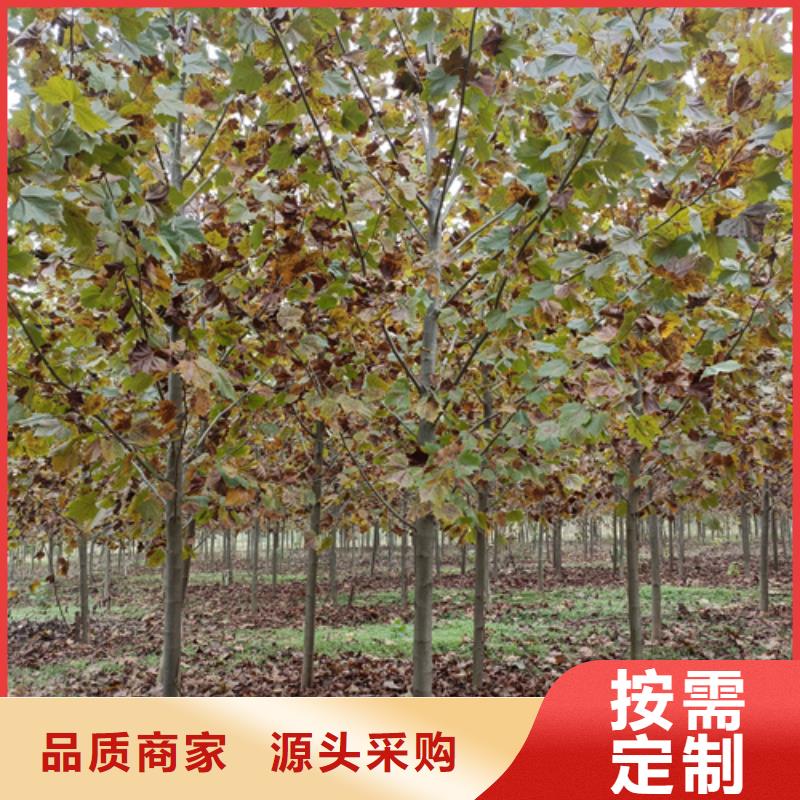  法桐厂家定制