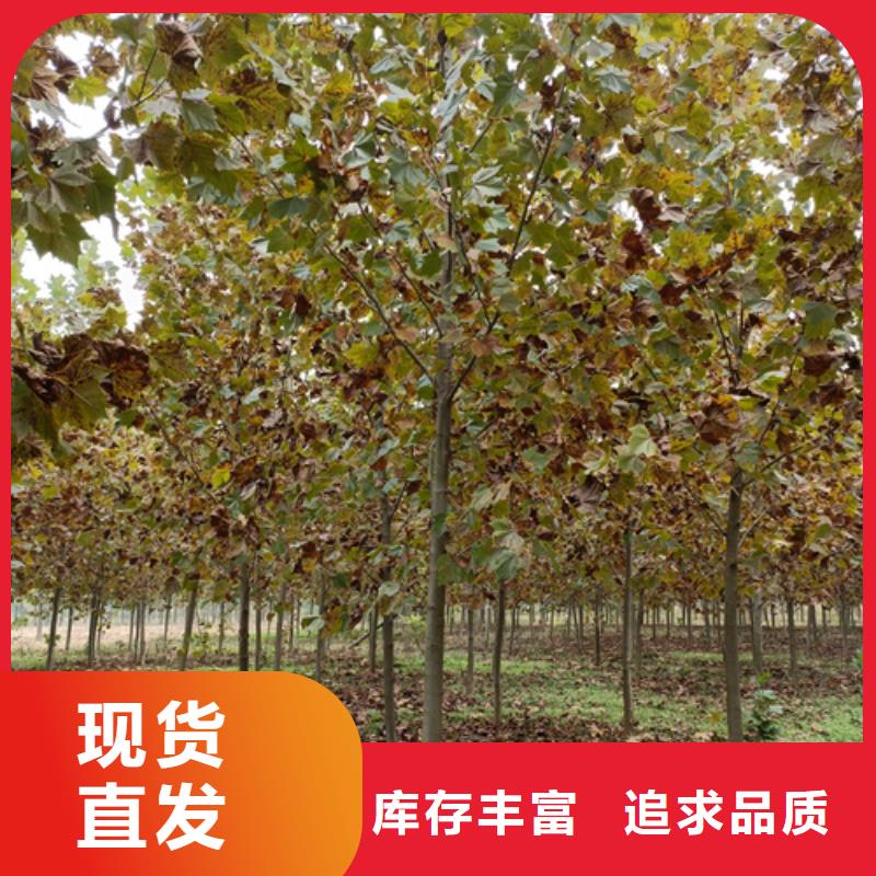法桐金叶槐现货齐全售后无忧