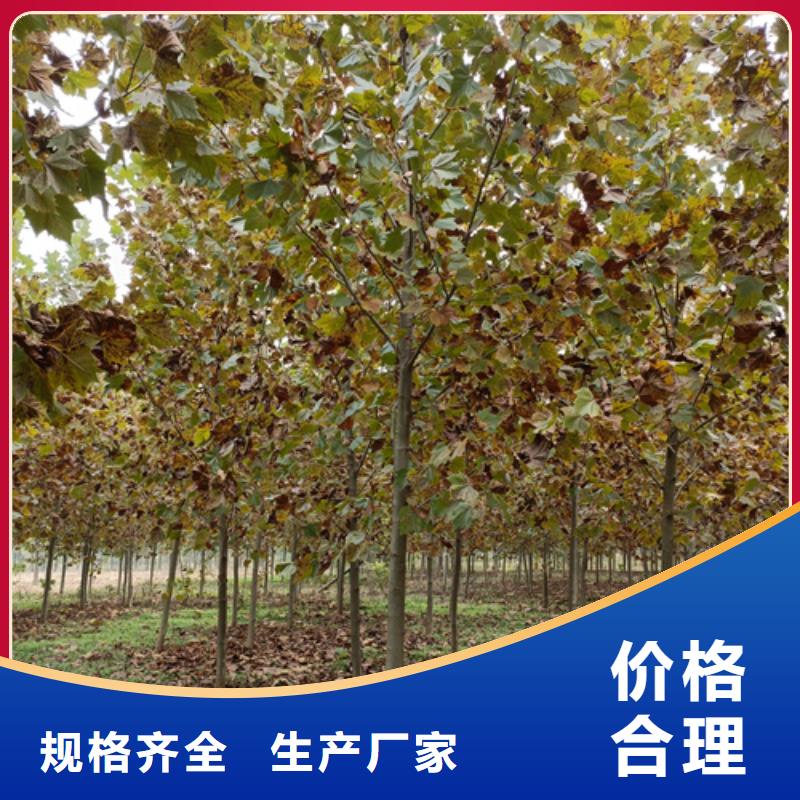 【法桐】金叶白蜡品质无所畏惧