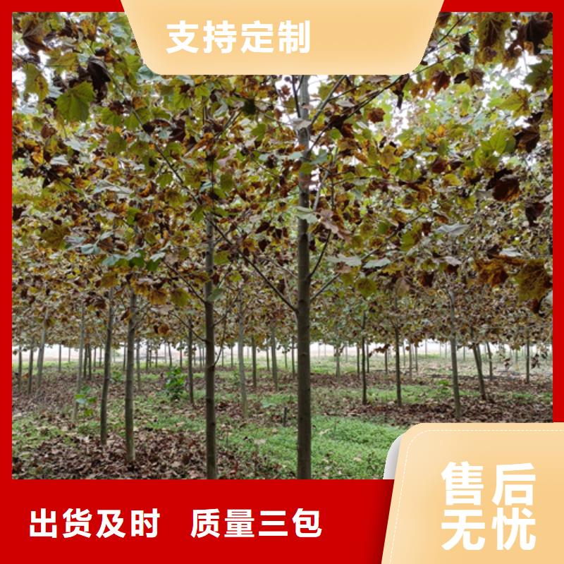 法桐_金叶复叶槭超产品在细节