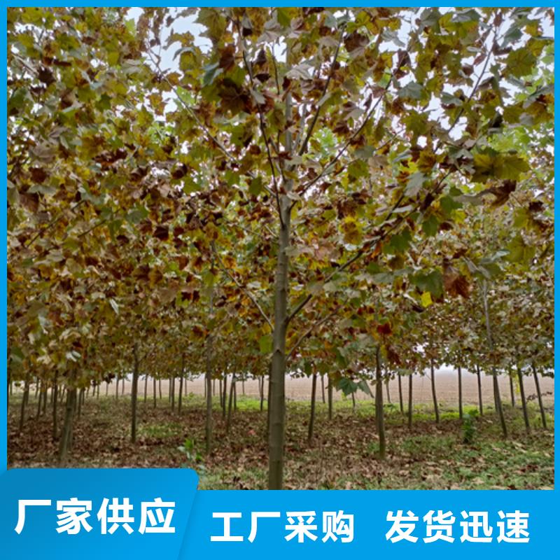 【法桐拥有核心技术优势】