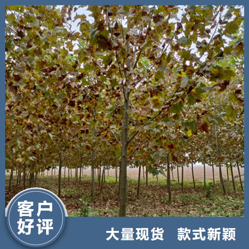 【法桐-美国红枫24小时下单发货】