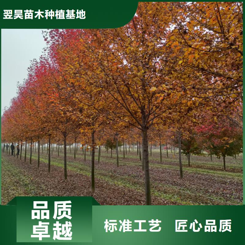 法桐【白蜡】产品细节参数