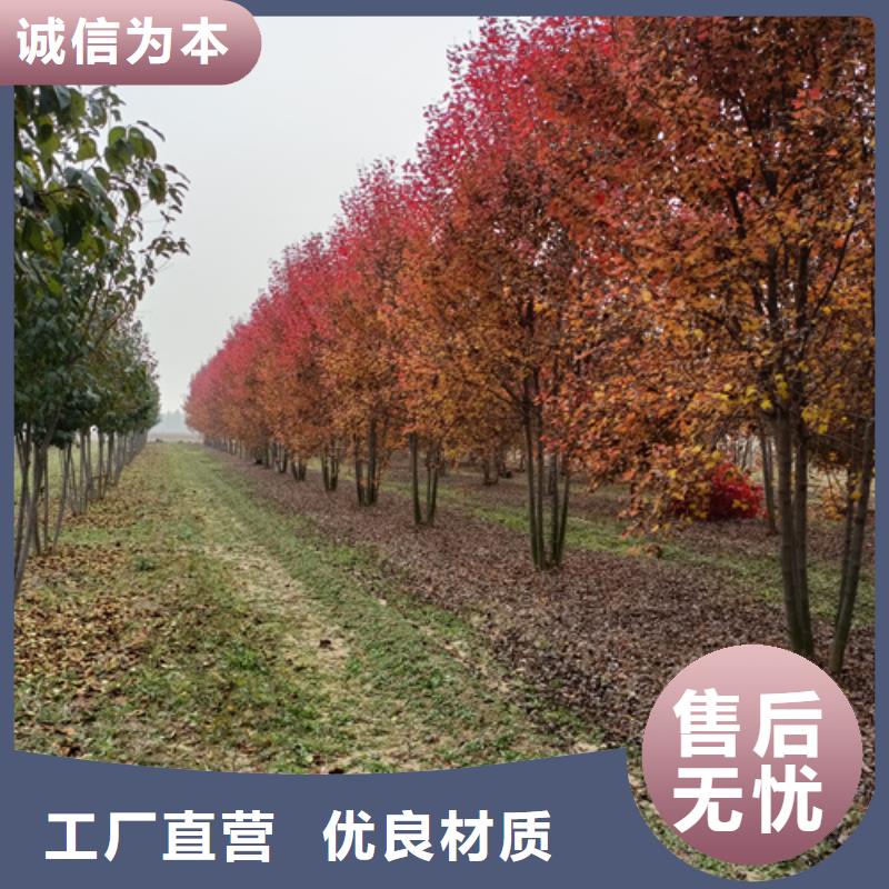 法桐金叶槐源头厂源头货
