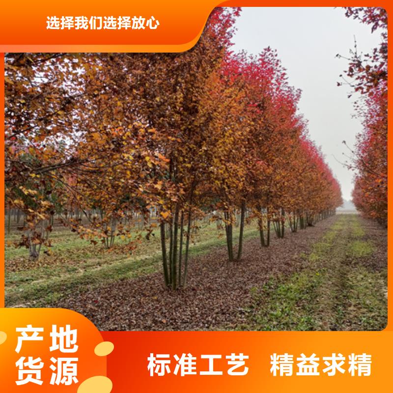 法桐秋紫白蜡一站式采购方便省心