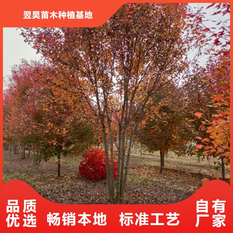 法桐黄金槐大厂家实力看得见