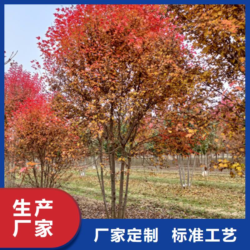 【法桐】金叶白蜡品质无所畏惧