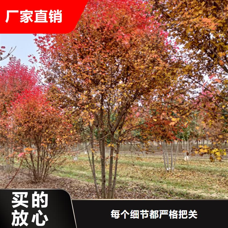 法桐,金叶复叶槭制造厂家