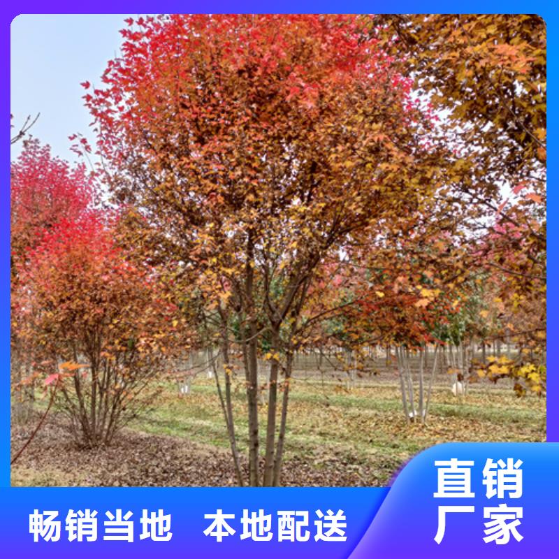 法桐五角枫厂家