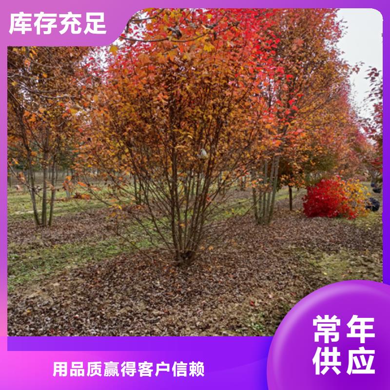 【法桐】-黄金槐厂家直销大量现货