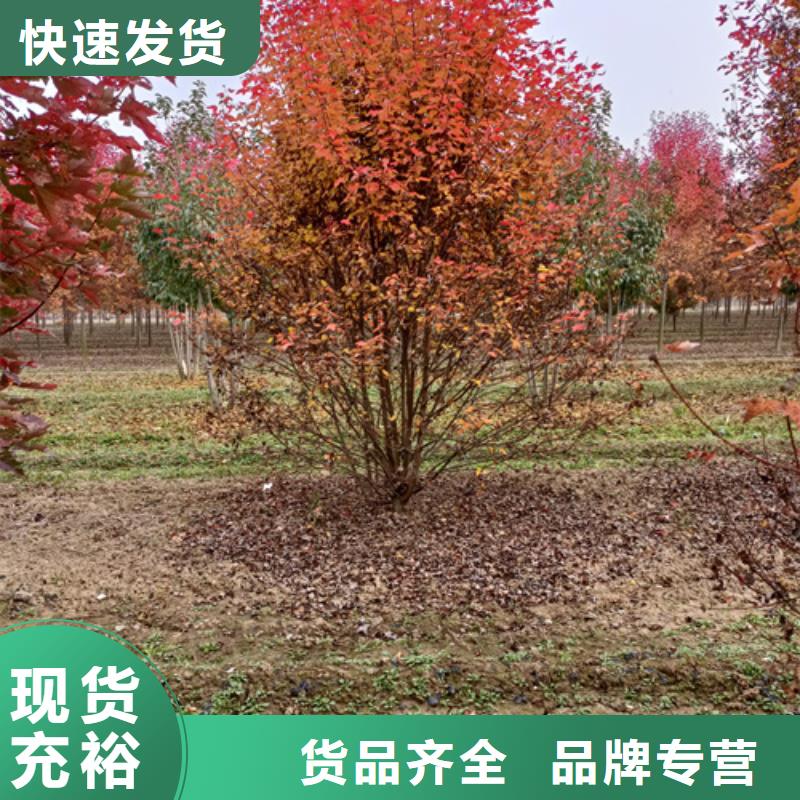 【法桐-美国红枫24小时下单发货】