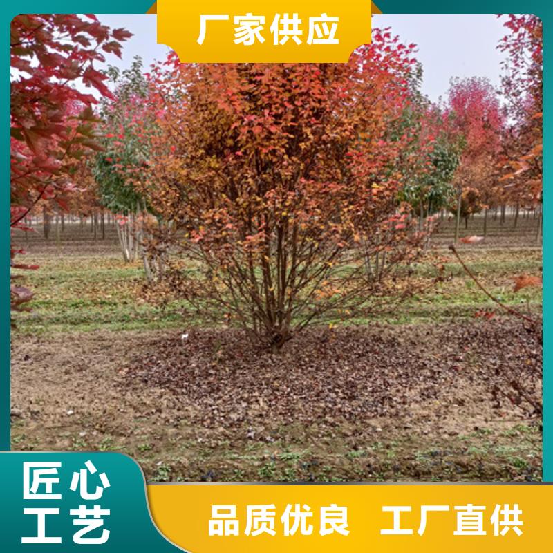 法桐五角枫优势