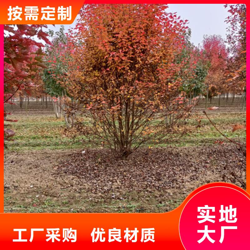 法桐,樱花品质优选