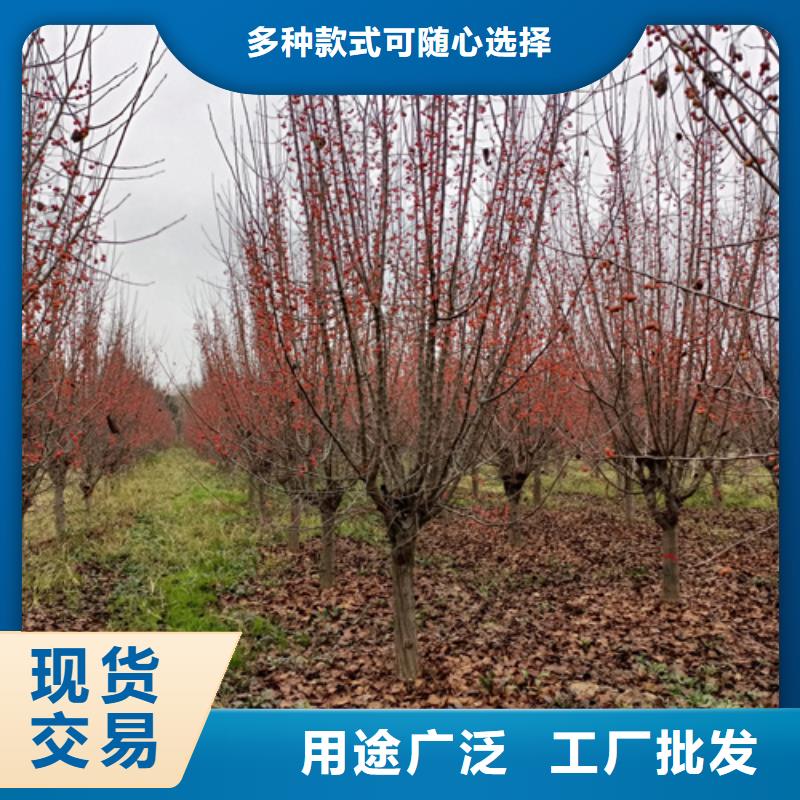 法桐五角枫厂家