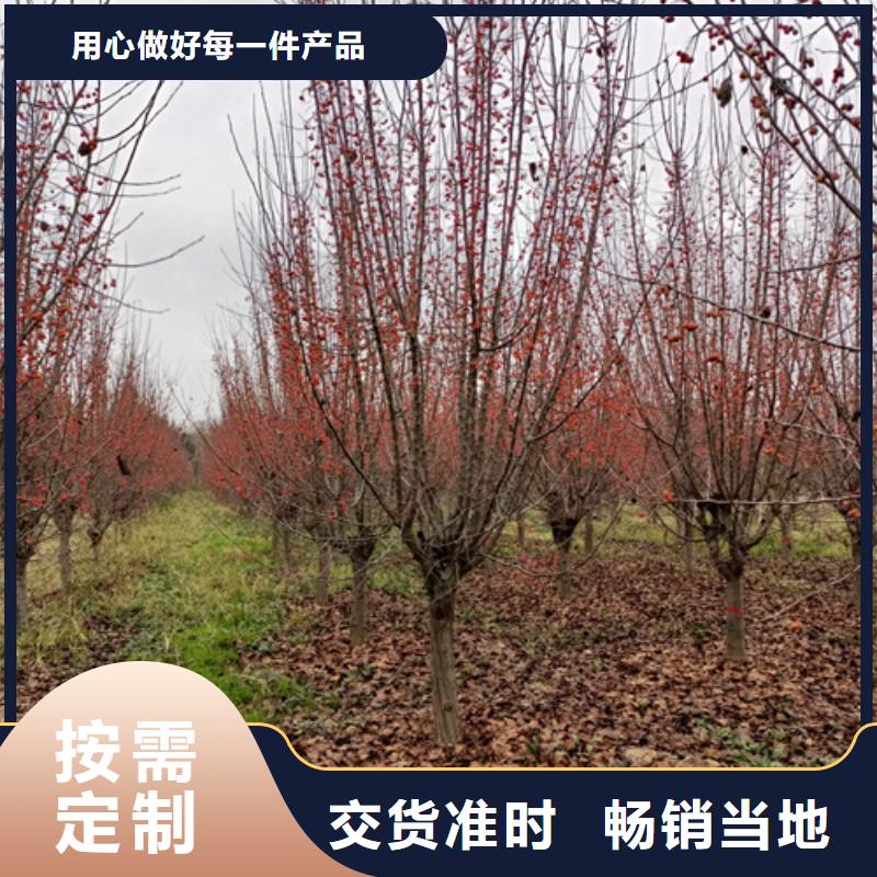 法桐美国红枫无中间商厂家直销