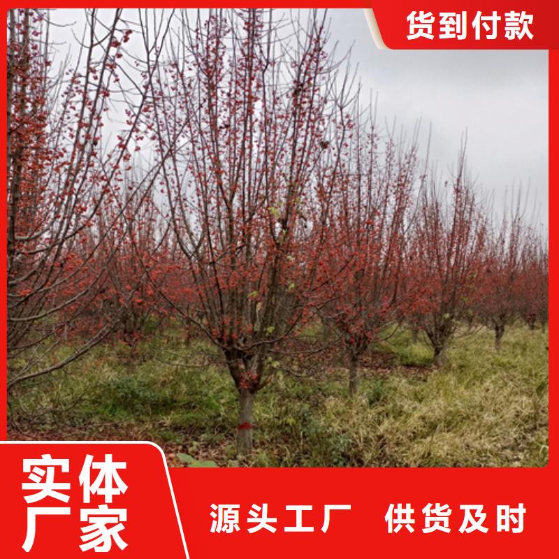 法桐-美国红枫实拍展现
