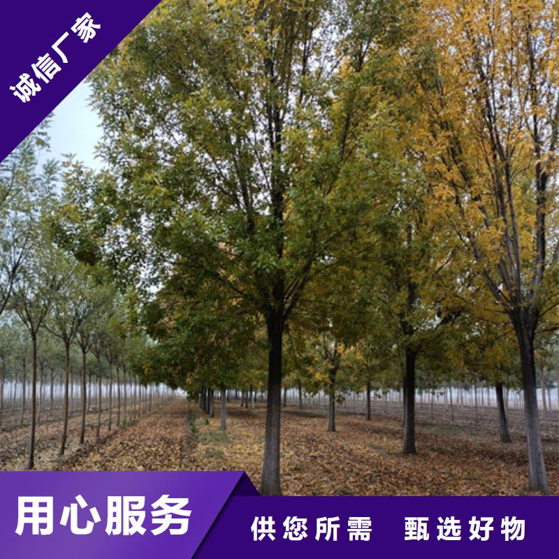 法桐,五角枫品质服务