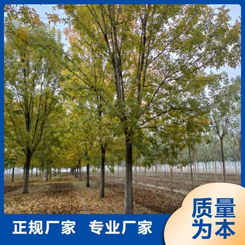 法桐黄金槐海量货源