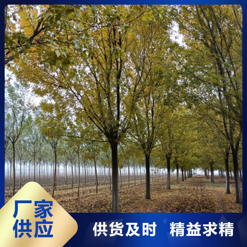 法桐白蜡量大从优